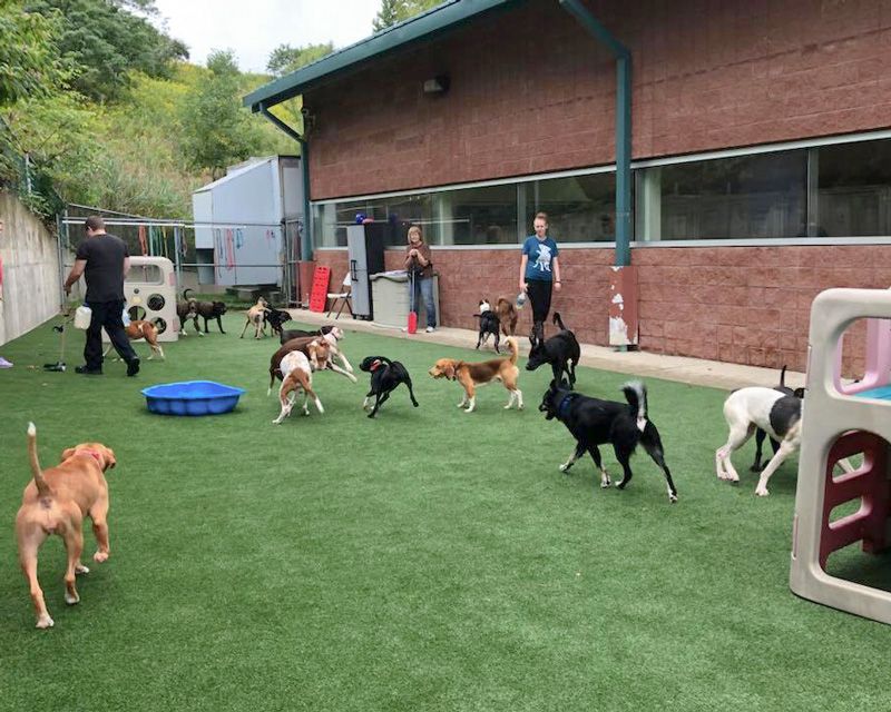a large group of dogs plays on shelter grounds