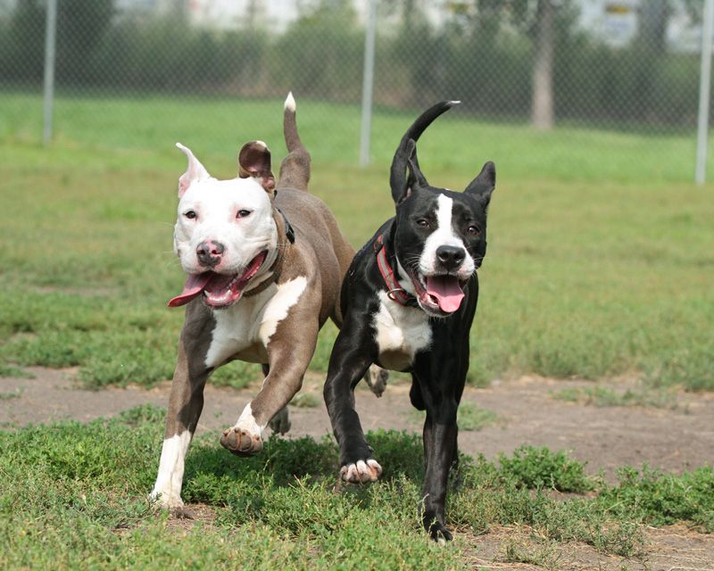 two dogs running alongside each other