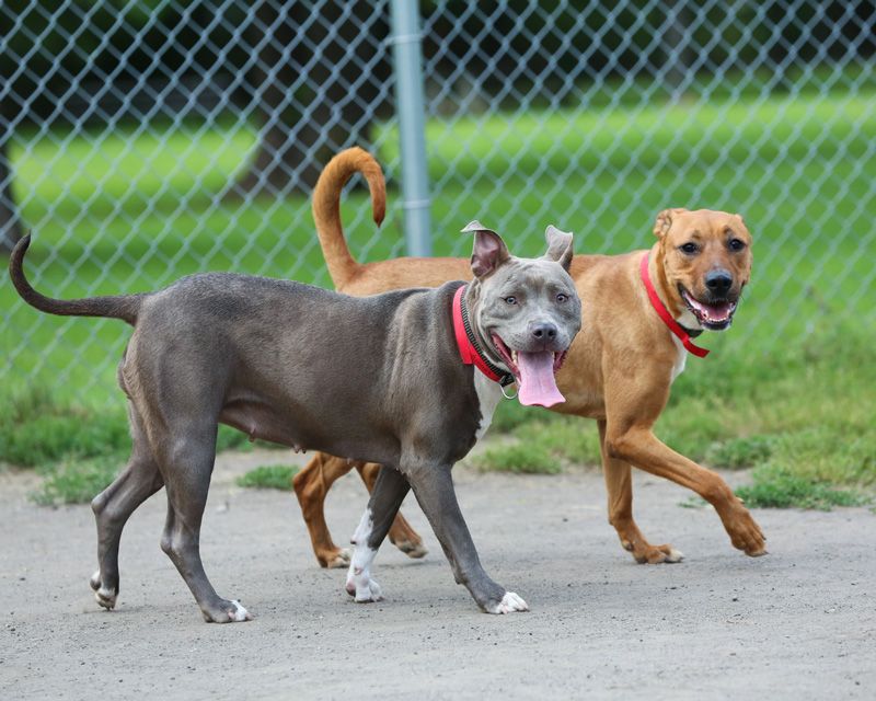 two dogs running in front of a fence