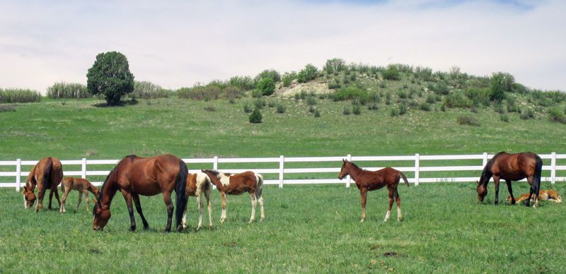 panoramic shot of horses in a field