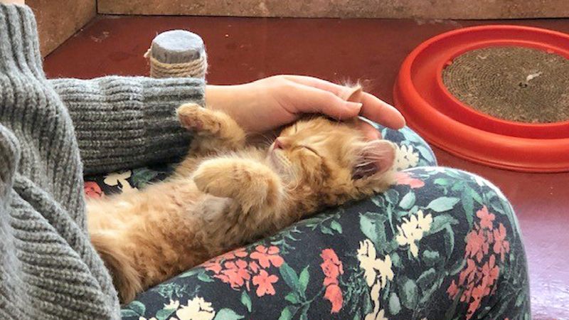 a woman pets a kitten laying on her lap