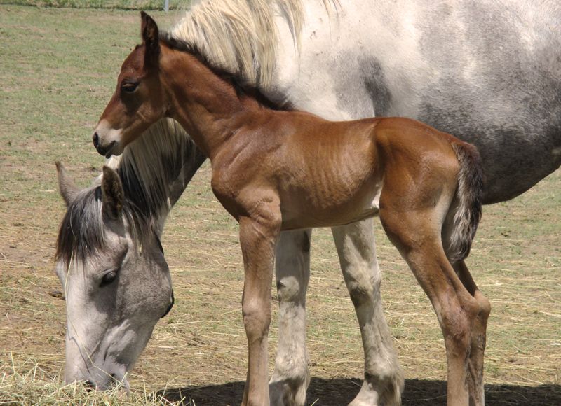 a mother horse eats hay while her foal looks on