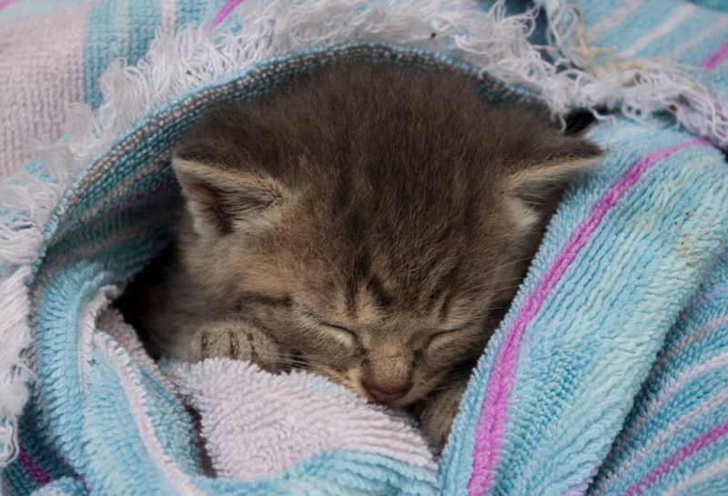 a young kitten sleeping while wrapped up in a blanket