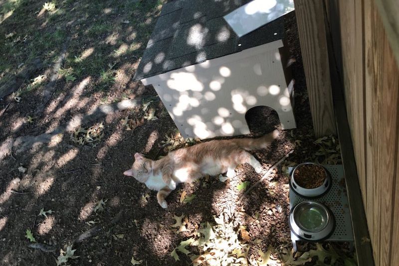 a cat relaxes next to a fence and food bowls