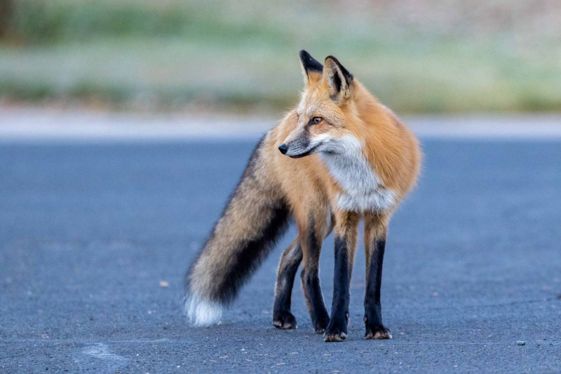 a fox standing in a clearing