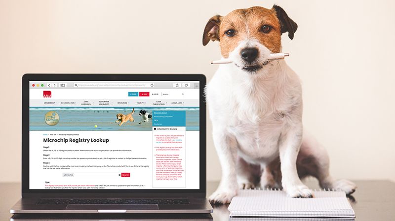 A jack russell terrier sits on a desk with a pen in its mouth next to a laptop with the Microchip Registry Lookup website on it.