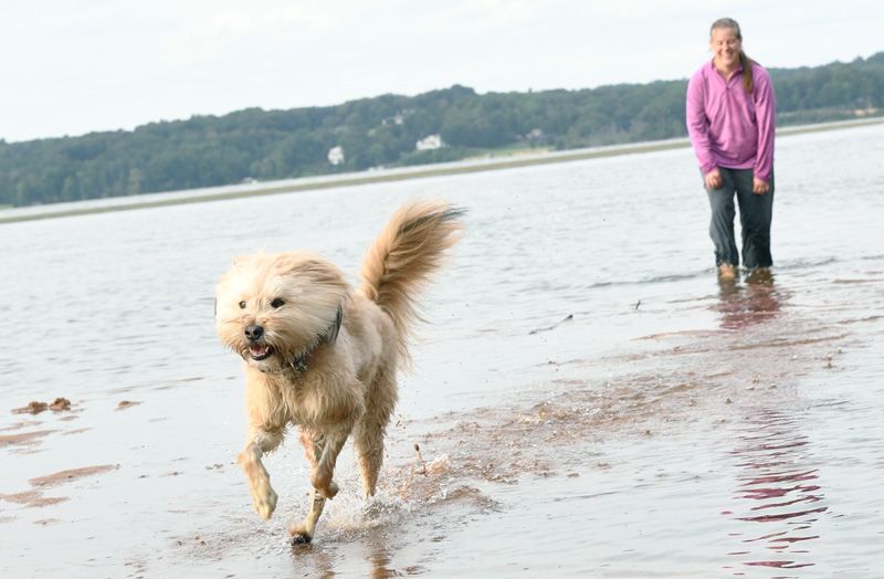 a dog runs in front of his owner on a beach