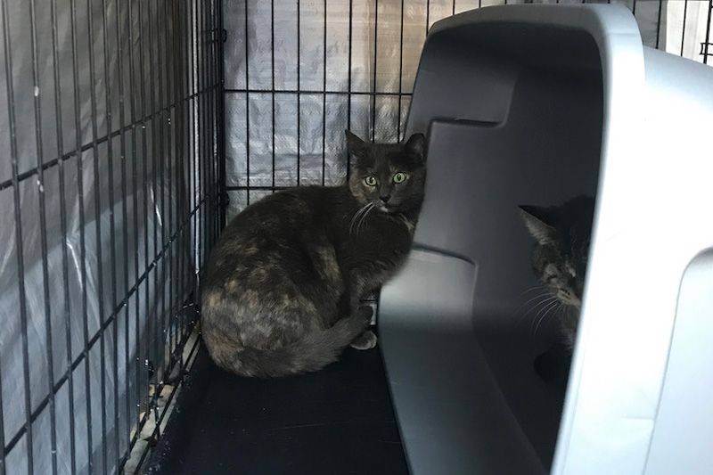 Two cats inside a large kennel