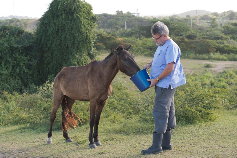 a man feeds a horse
