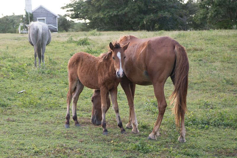 a foal stands close to its mother