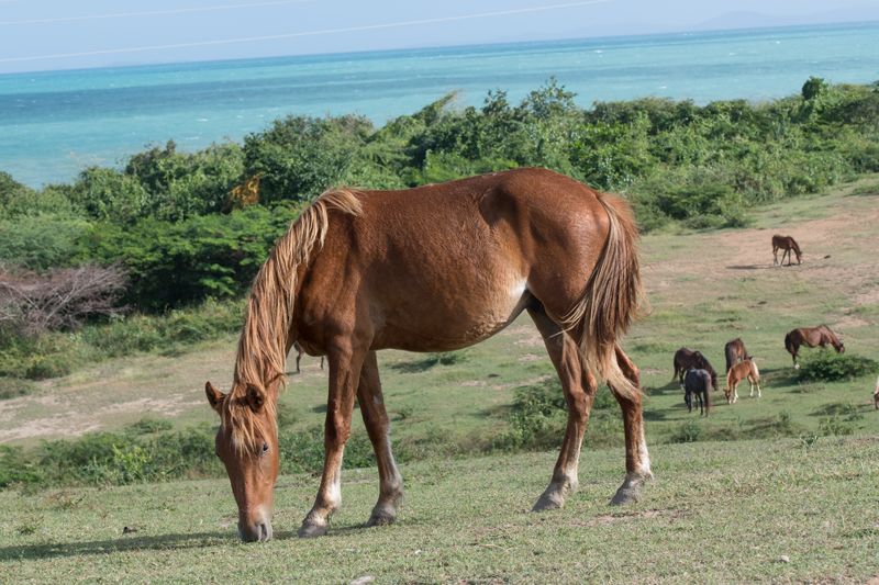 a horse grazing with the ocean in the background