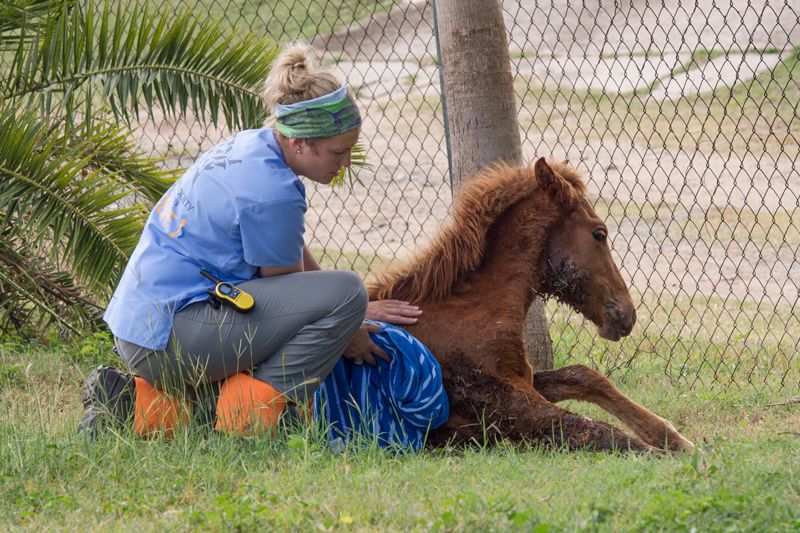 a woman tends to an injured foal