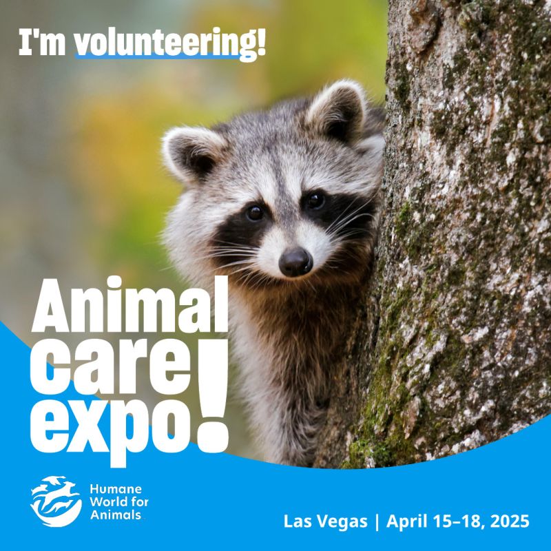 Raccoon sharegraphic to volunteer at Expo