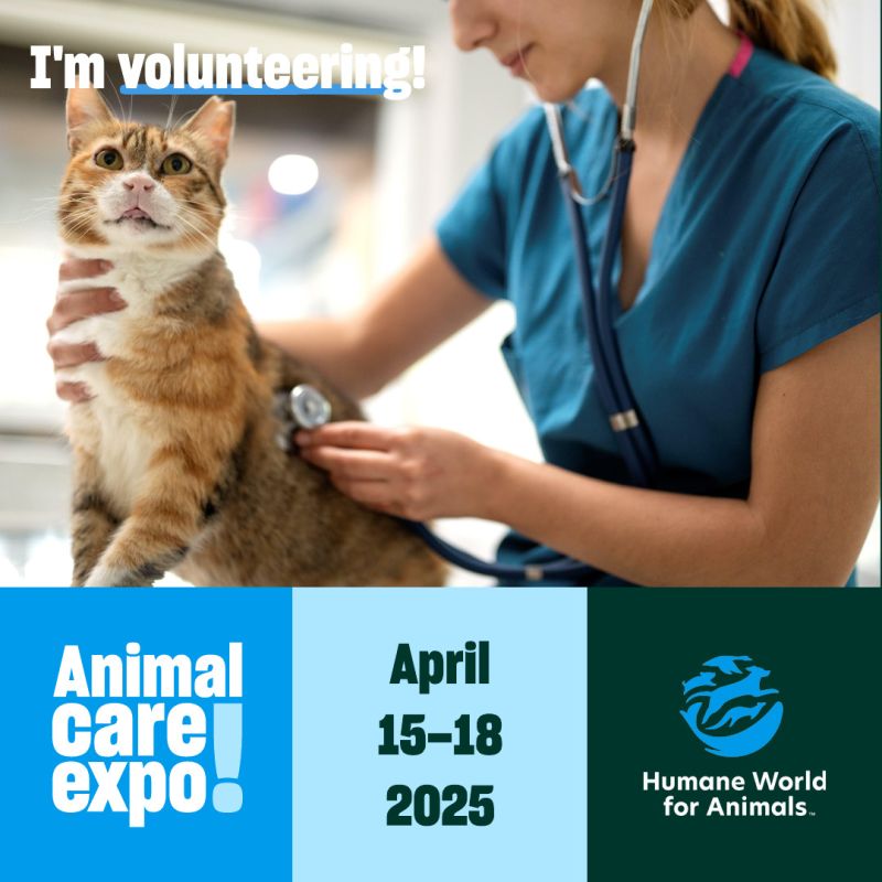 Veterinarian with a cat sharegraphic to volunteer at Expo