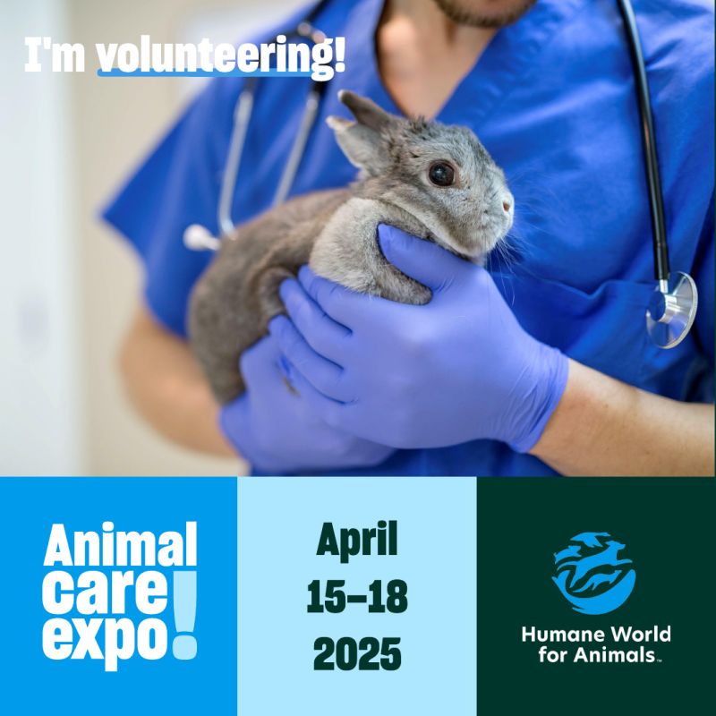 Veterinarian holding a bunny sharegraphic to volunteer at Expo