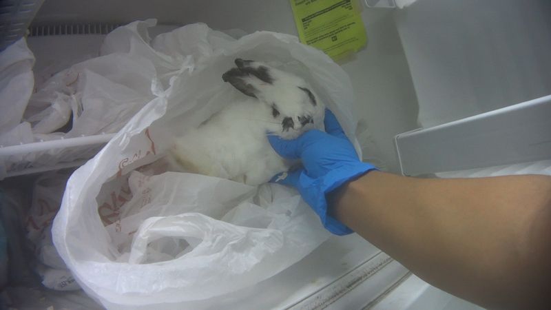 a dead rabbit in a white plastic bag inside a freezer