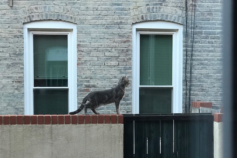 a cat stands alert on a fence in between two tall buildings