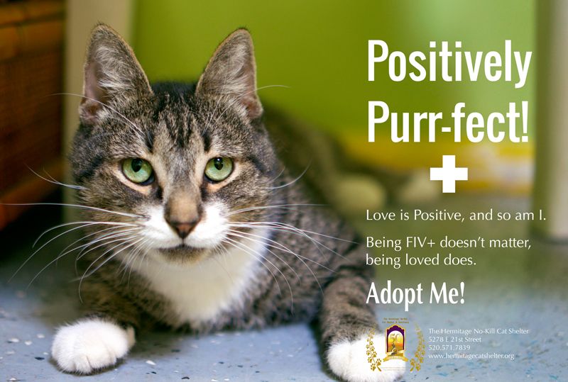 an ad promoting FIV positive cat adoptions
