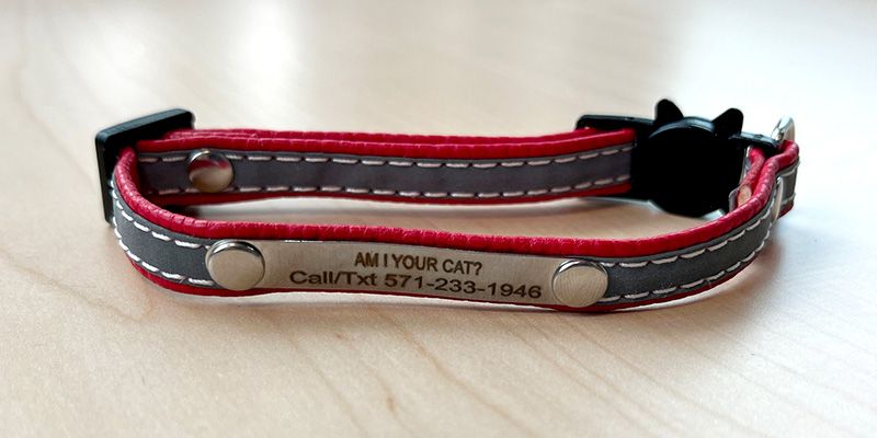 a red collar with a phone number engraved on the nameplate