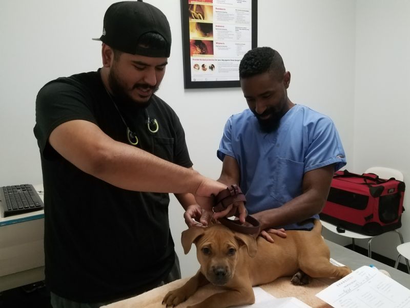 a man holds his puppy while a vet inserts a microchip