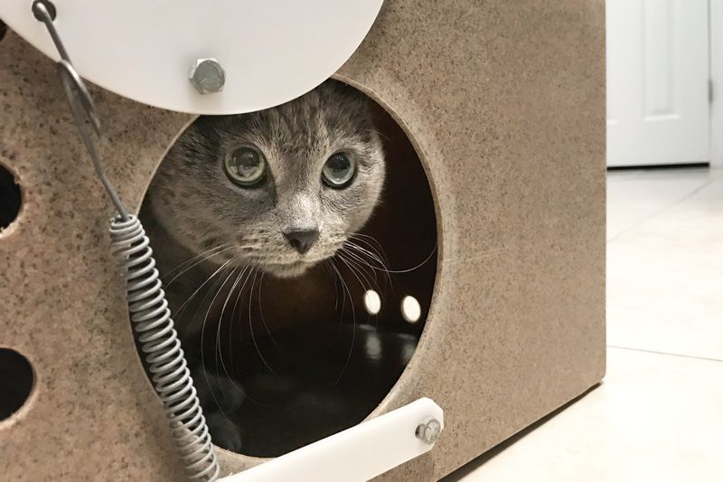 a cat peers out the opening of a cat den
