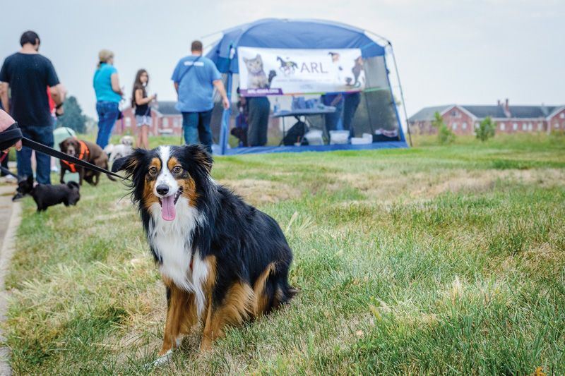 a dog sits in front of a clinic tent