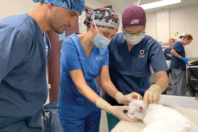 a trio of veterinarians examine a cat's ears