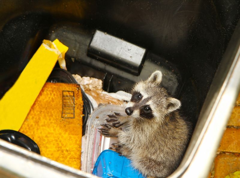 a raccoon scavenging in a garbage can
