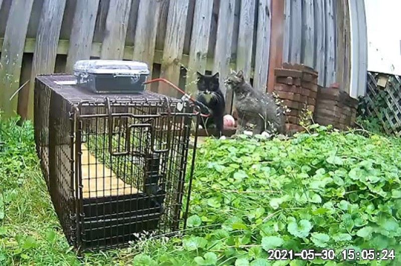 Cat cam showing remote trap and cat in the background
