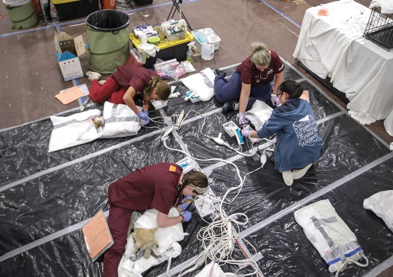 a group of veterinary professionals work on animals