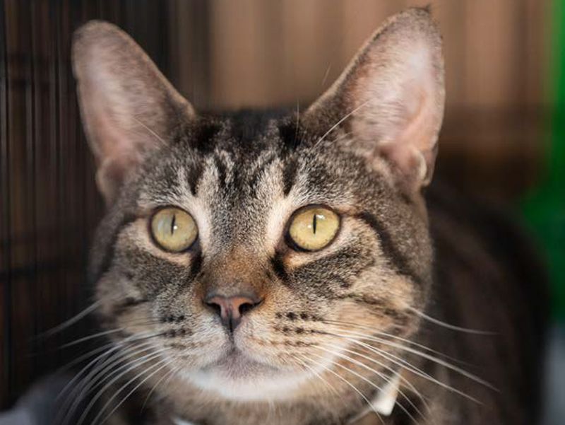 close up of a tabby cat