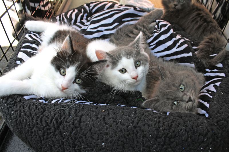 four kittens lay on a striped bed