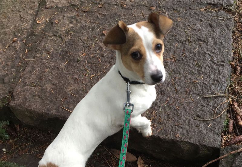 a cute Jack Russell puppy