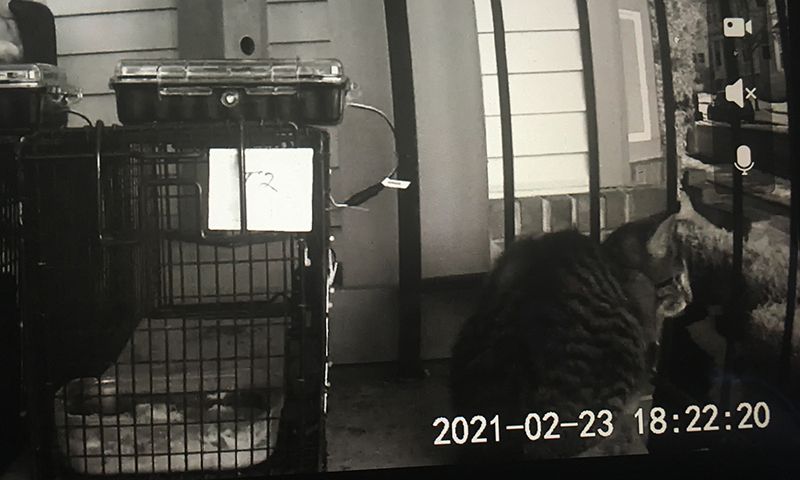 Photo from a remote camera at night showing a cat near the robo trap.