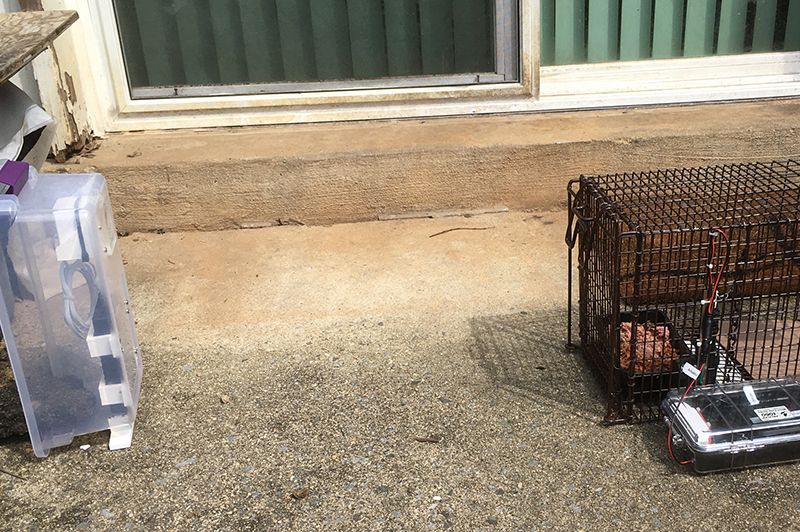 Photo of a robo trap and camera used for TNR.