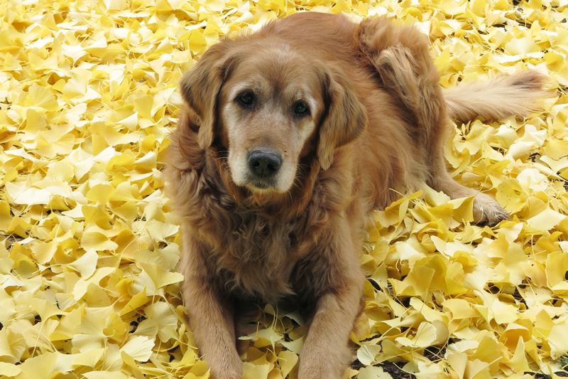 an elderly golden retreiver sitting amongst fallen leaves