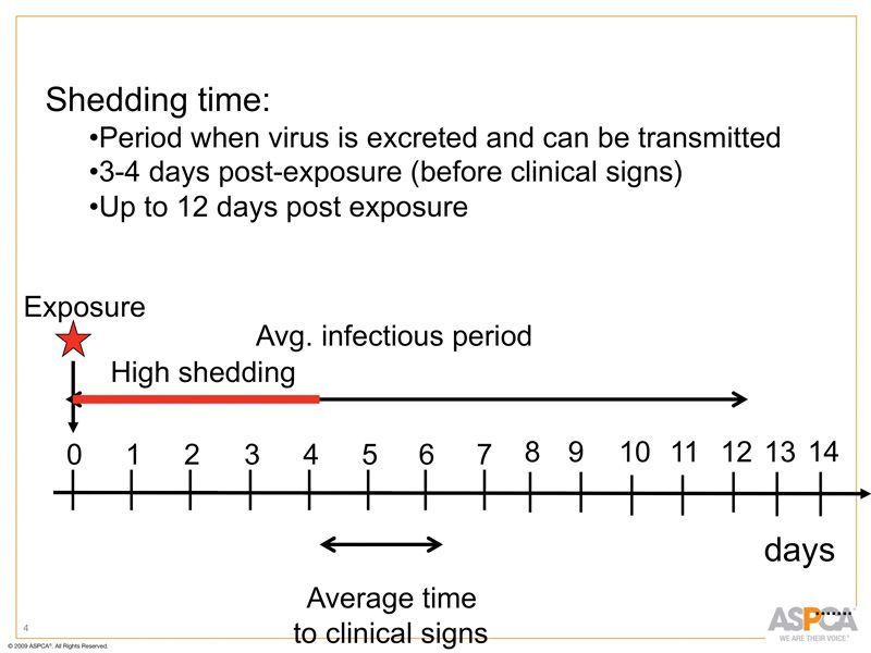 graph of the shedding time of canine parvovirus