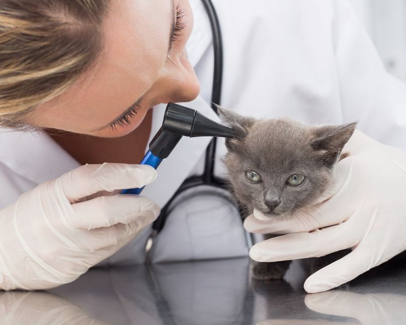 A veterinarian exams a kitten's ear