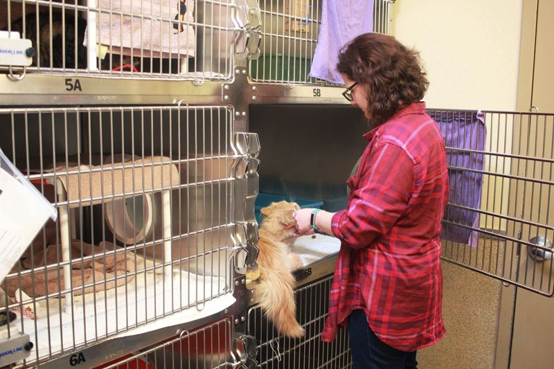 a woman pets a cat in a shelter cage