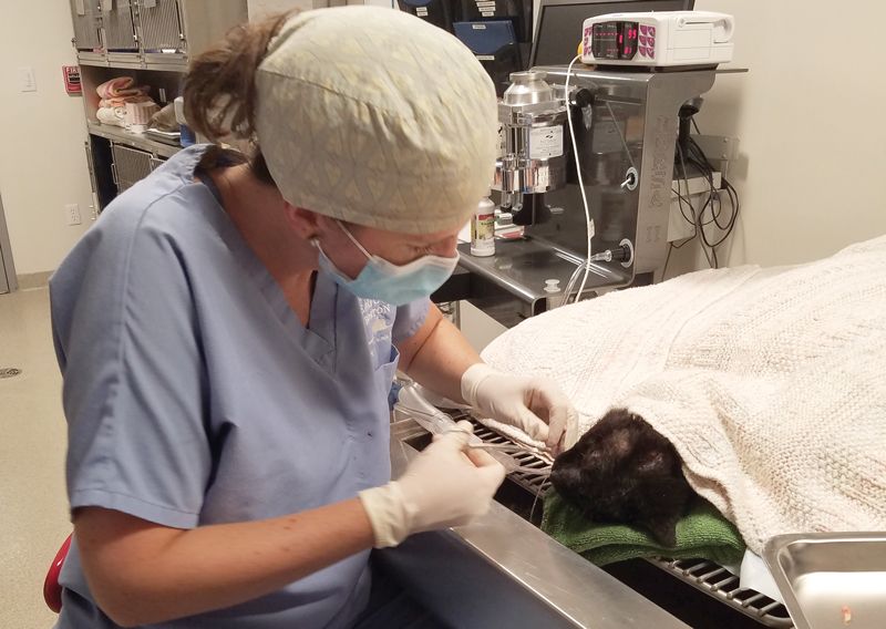a vet performing surgery on a cat
