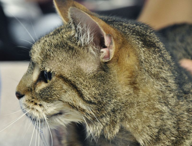 a cat drooling