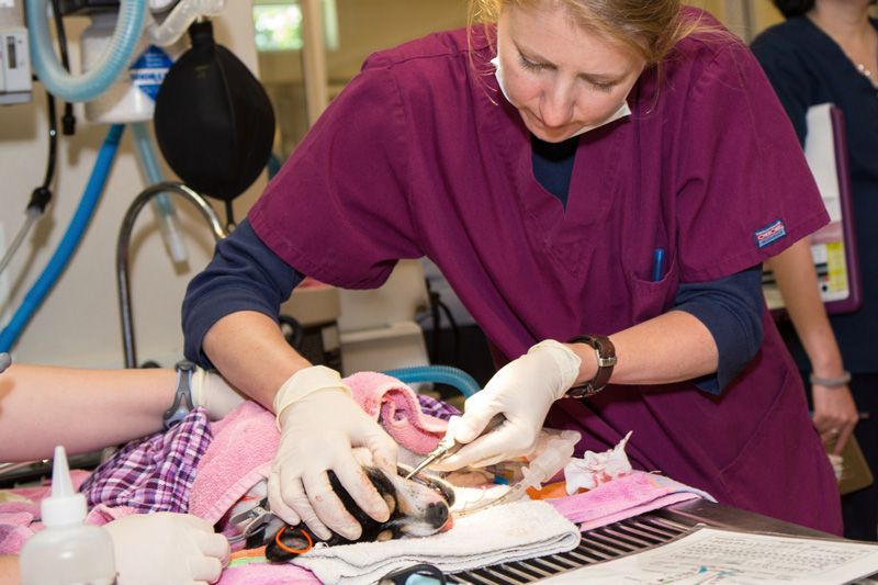 a vet examines a sleeping dog's teeth