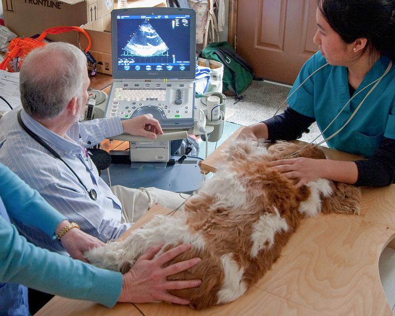 a veterinarian performs and ultrasound on a dog