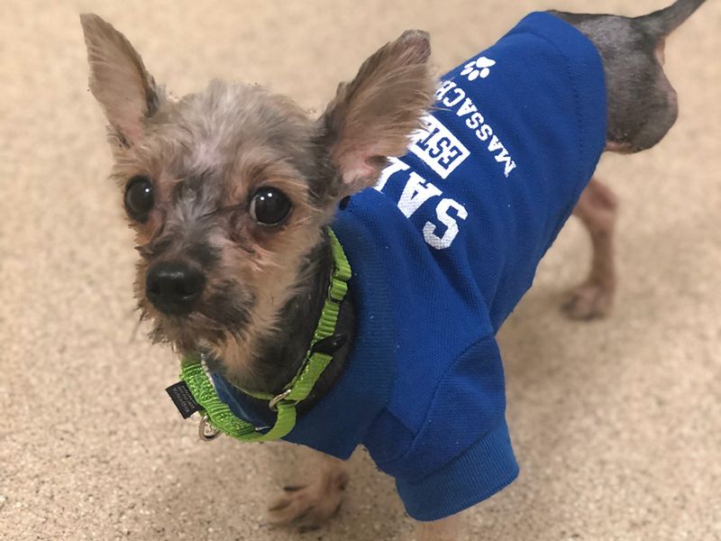 Ziggy wearing a shirt