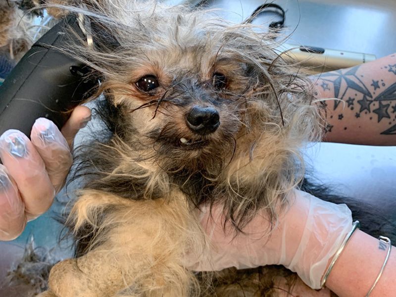 Ziggy having his badly matted hair shorn