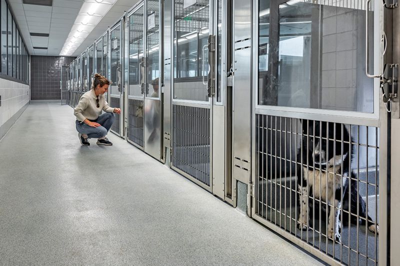 Photos showing a person looking at dogs in the kennels of the Santa Clara Center.