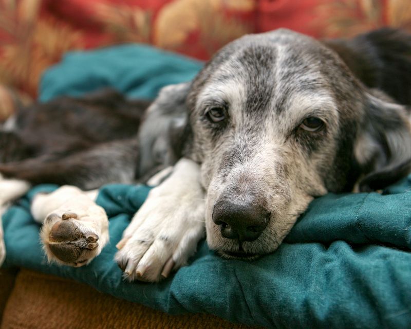 an elderly dog relaxing on a cushion