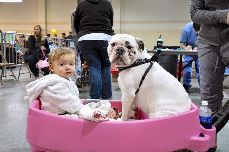 a baby and a dog sit in a wagon