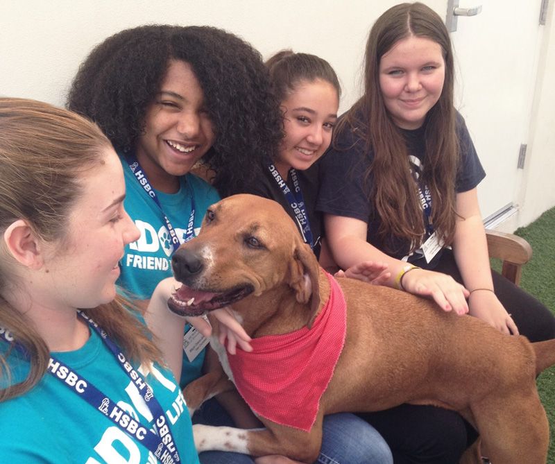 A dog gets attention from four teen girls