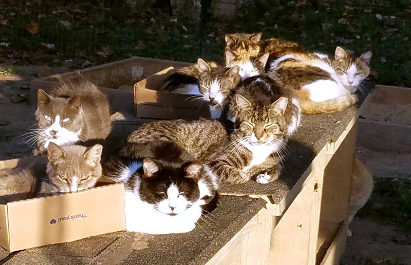 community cats relaxing atop their shelters